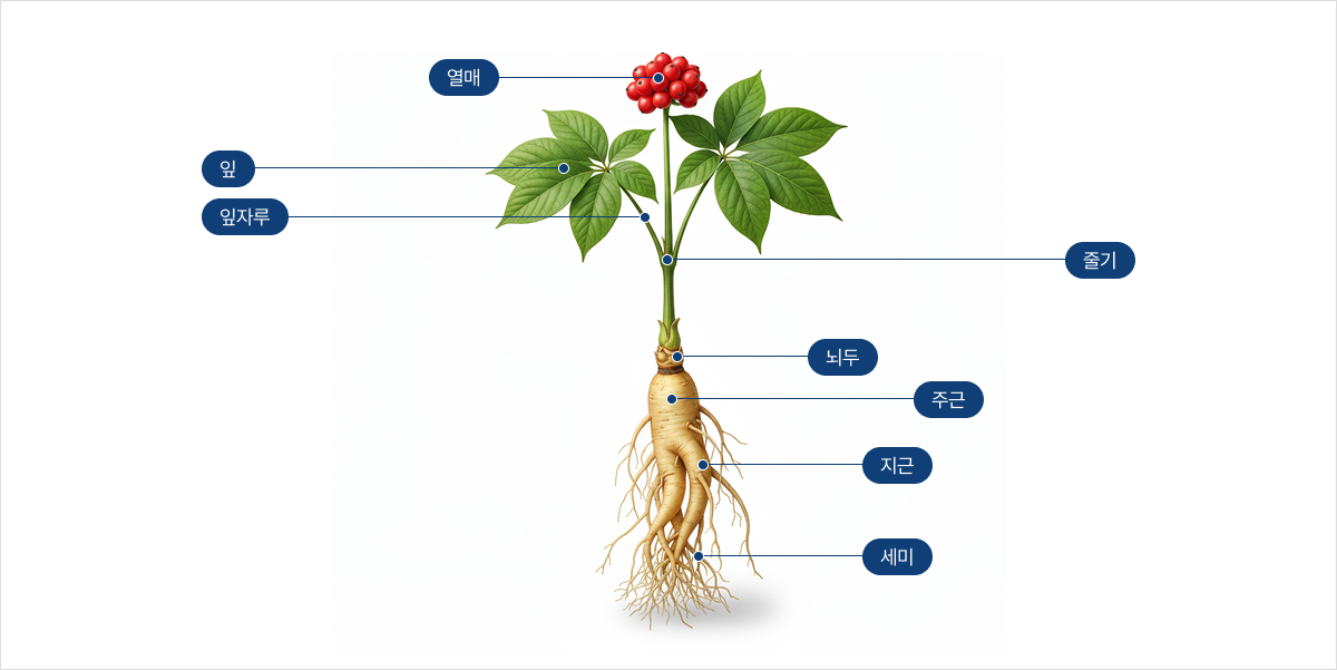 인삼 부위별 명칭