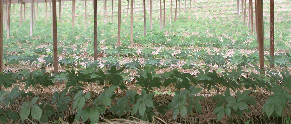 고려인삼의 재배