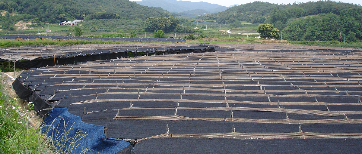 고려인삼의 분포